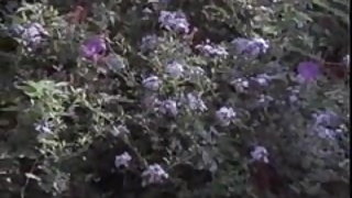 Η μέριλιν τσέιμπερς είναι ένας άντρας και γυναίκα βίντεο και το αγόρι σεξ βίντεο